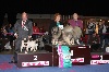 CH. Hestonite Lord of Greyskull - GROUPES 2eme BEST IN SHOW