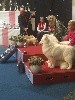 CH. Kingaiko Lord of Greyskull - BREEDERSCLASS 2nd BEST IN SHOW