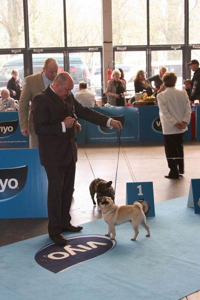 Hamon Lord of Greyskull - 1er EXELLENT + MEILLEUR DE RACE JEUNES