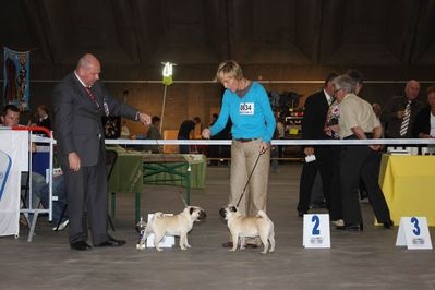 Hamon Lord of Greyskull - 1er TRES PROMETTEUR +MEILLEUR DE RACE PUPPY