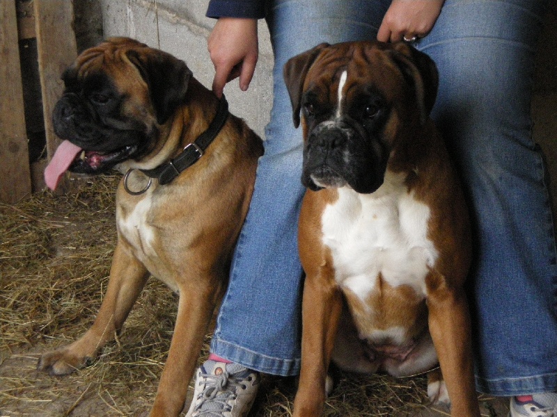 Ascella-star des Tendres Rebels