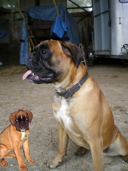 Ascella-star des Tendres Rebels