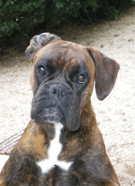 Bonny girl des Tendres Rebels