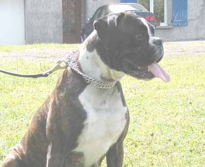 Sheyenne des Tendres Rebels