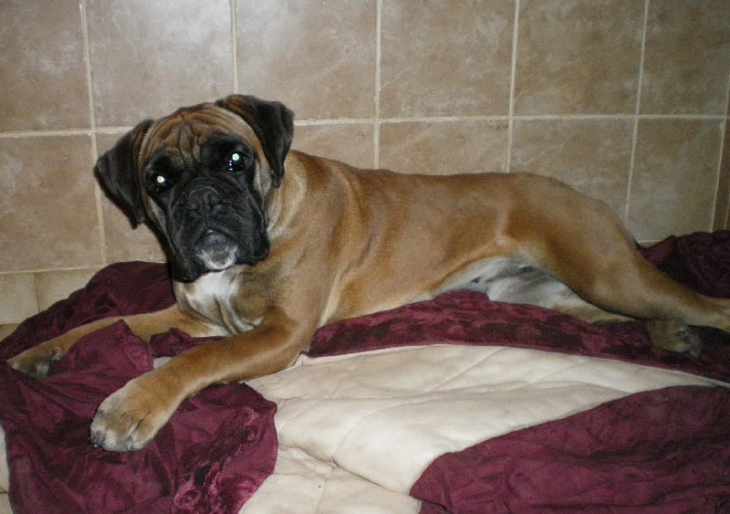 Ascella-star des Tendres Rebels