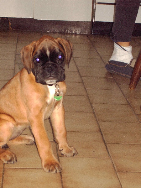 Ascella-star des Tendres Rebels