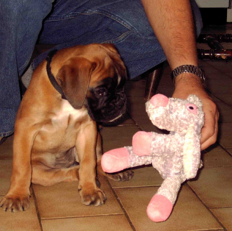 Ascella-star des Tendres Rebels