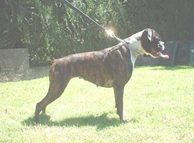 Sheyenne des Tendres Rebels