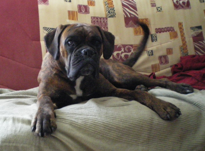 Bonny girl des Tendres Rebels