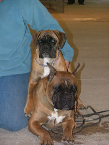 Ascella-star des Tendres Rebels