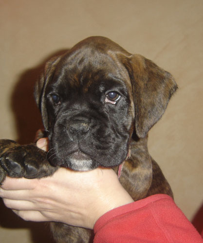 Bonny girl des Tendres Rebels