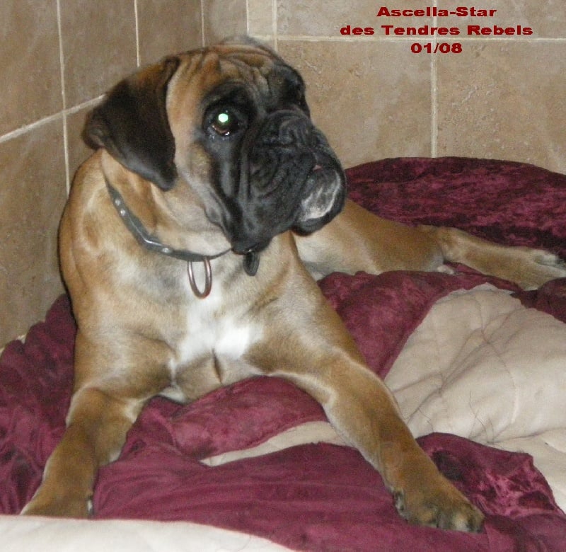 Ascella-star des Tendres Rebels