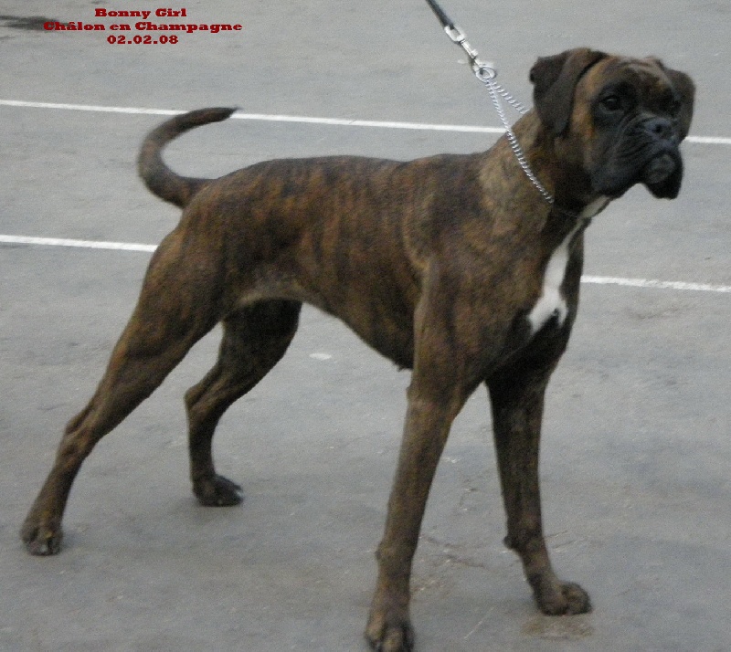 Bonny girl des Tendres Rebels - Très Bon NC - Classe Jeune