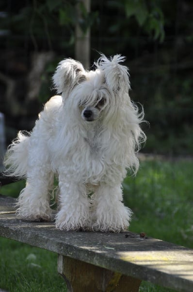 Ginger Des Picholines