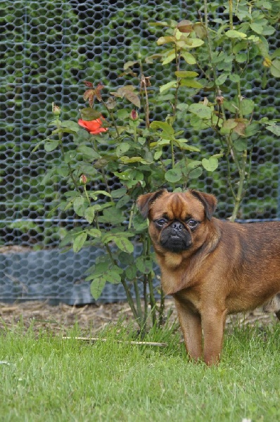 Publication : du Clos Napolitain