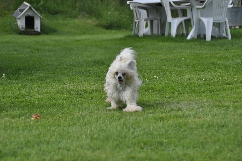 Ginger Des Picholines