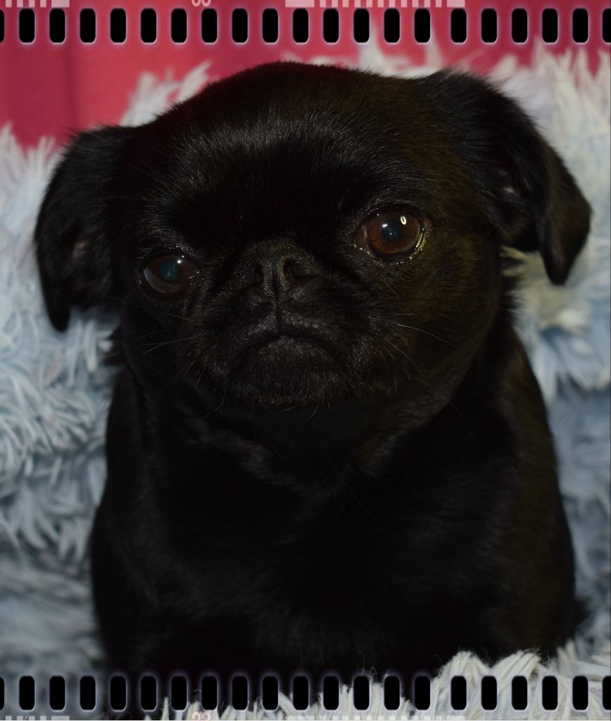 Miss Des Brabs De Philie - 3 em Très bon