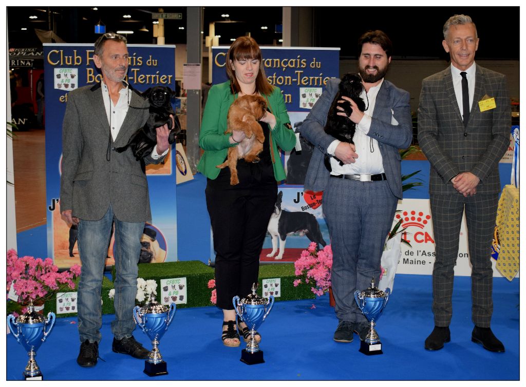 Miss Des Brabs De Philie - 1er Excellent CACS, BOB Classe ouverte