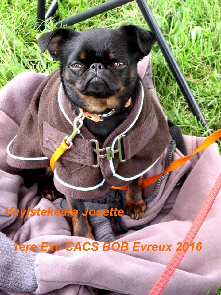 CH. Josette Vuylstekeara - 1er excellent, CACS, BOB