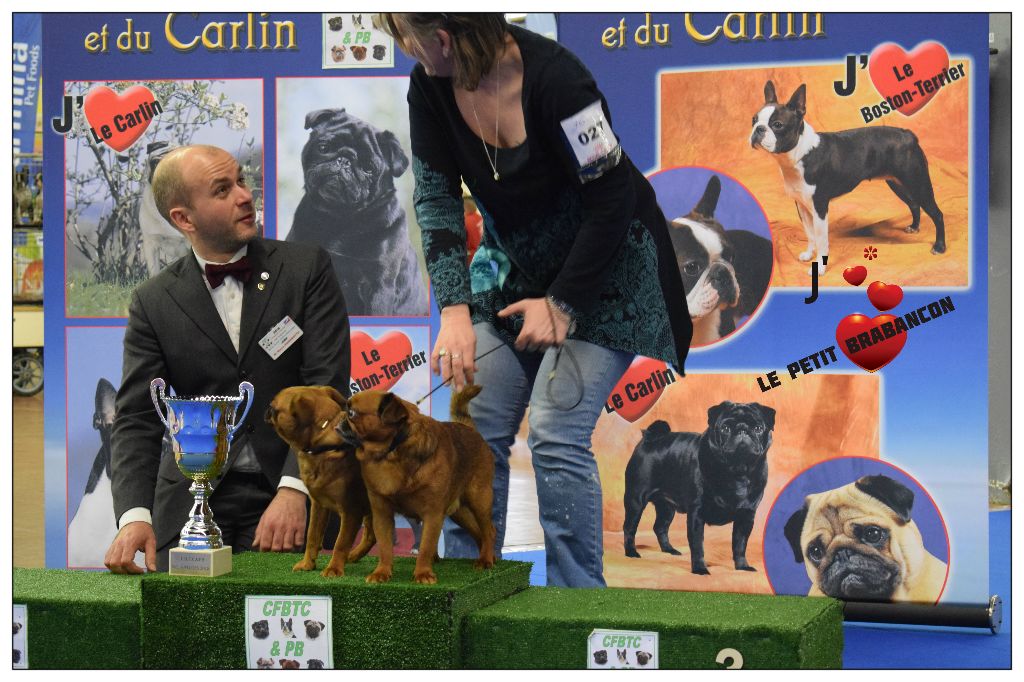 CH. Hanoï Titre Initial - Meilleur couple de brabançons