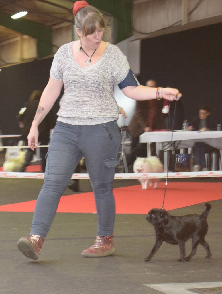 Miss Des Brabs De Philie - 1 ER EXC CACS CACIB BOB