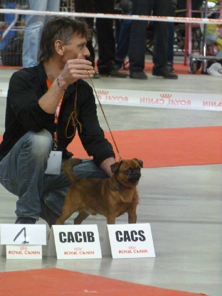 CH. Hanoï Titre Initial - 1er Excellent CACS CACIB