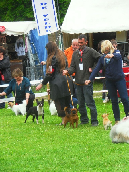 CH. Hanoï Titre Initial - 1er EXC CACS Meilleur de race