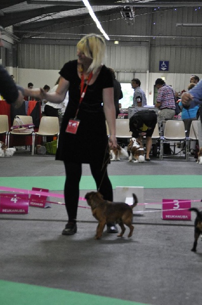 CH. Hanoï Titre Initial - 1er EXC CACS CACIB, meilleur de race mâle