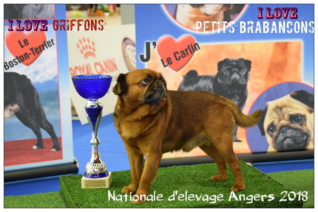 CH. Hanoï Titre Initial - 1 er excellent