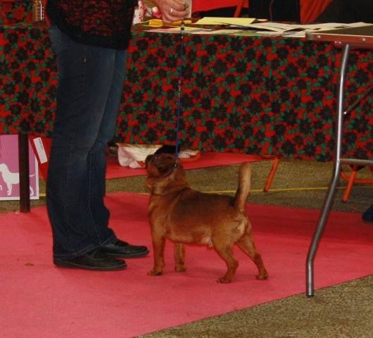 CH. Hanoï Titre Initial - 1er excellent, CACS, BOB