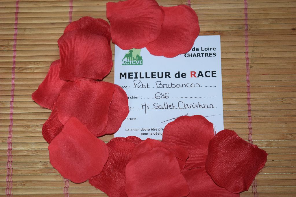 CH. Hanoï Titre Initial - 1 Excellent, Meilleur de race, classe Champion