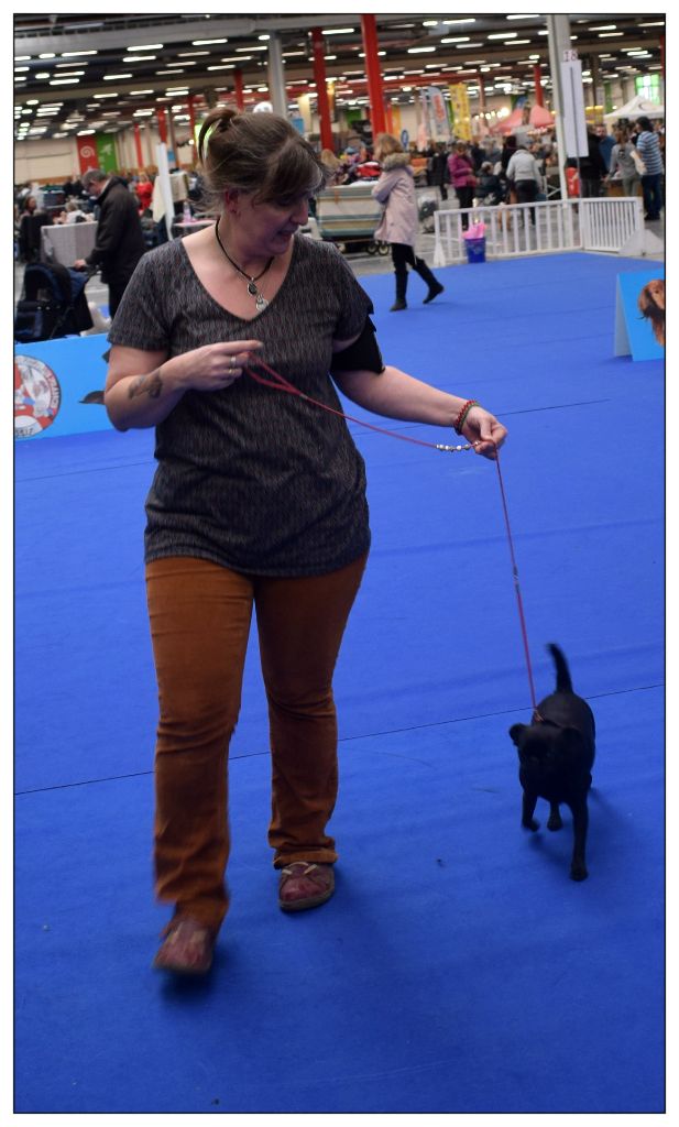 Miss Des Brabs De Philie - 1 ER EXC RCACS RCACIB