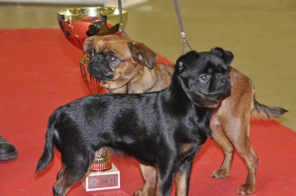 CH. Josette Vuylstekeara - 1er excellent, CACS, BOB