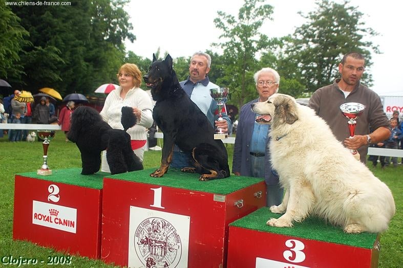 THOR Des habits de feu - Meilleur de Race - CACS - 1er EXC. OUV. Mâles / Meilleur Chien Français