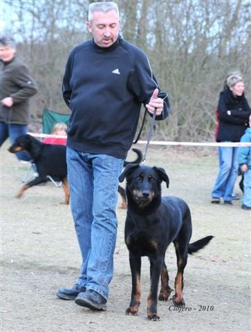 Doris Des habits de feu - Cot.3 réussie ! 1ère Inter. Femelles et Meilleure Chienne de la journée !