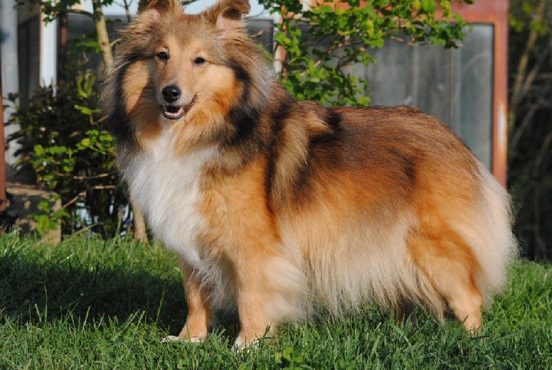 Exquise et Délicieuse Lily Dorée  des Diablotins de Nooch