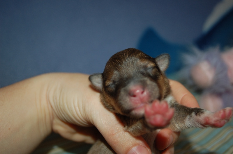 Exquise et Délicieuse Lily Dorée  des Diablotins de Nooch
