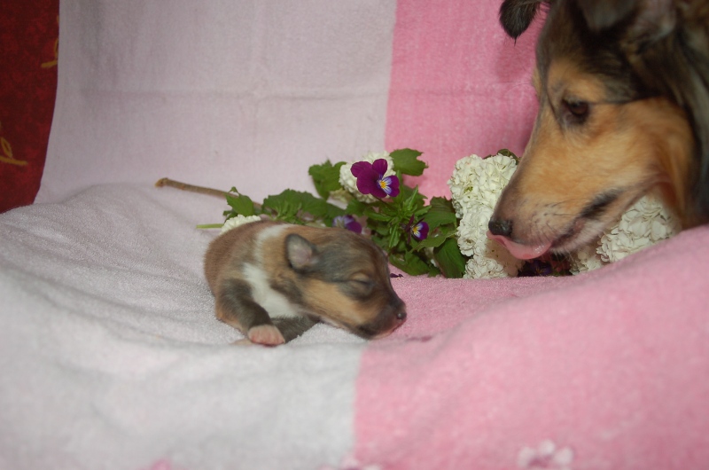 Exquise et Délicieuse Lily Dorée  des Diablotins de Nooch