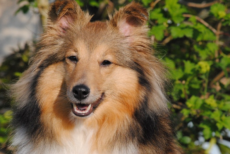 Exquise et Délicieuse Lily Dorée  des Diablotins de Nooch