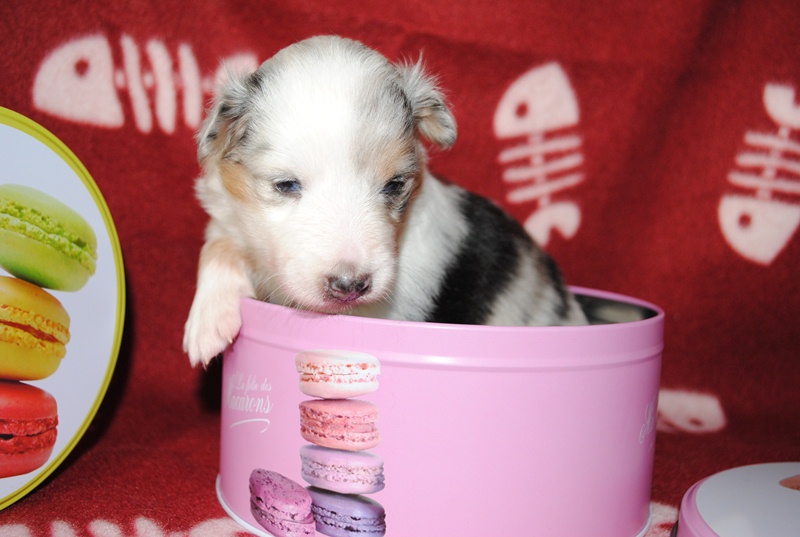 Génération hello kittie des Diablotins de Nooch