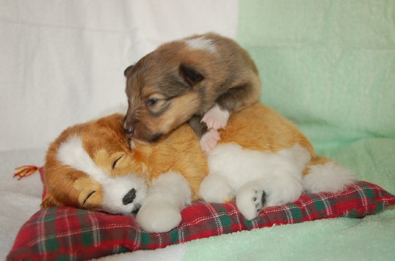 Exquise et Délicieuse Lily Dorée  des Diablotins de Nooch