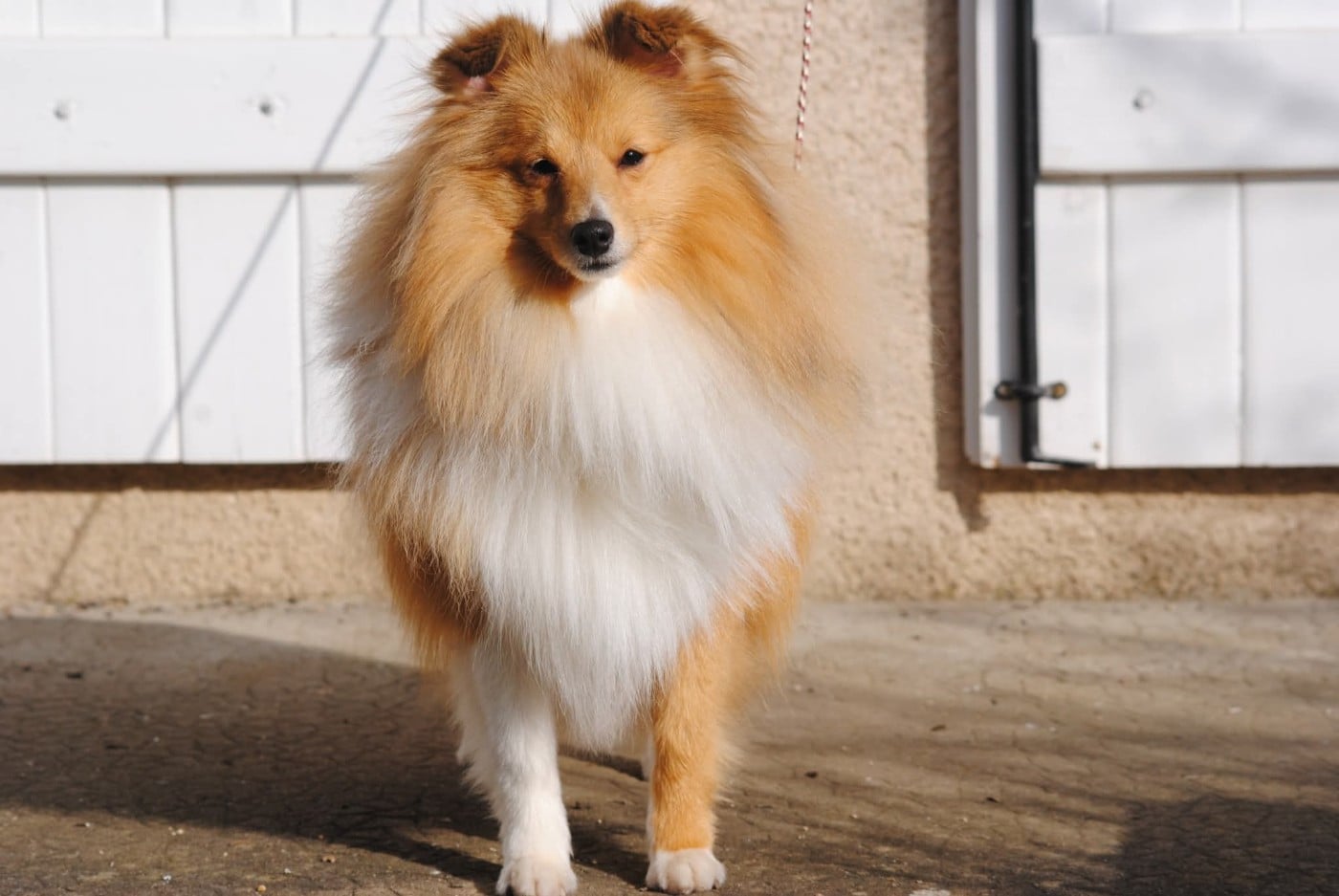 Publication : des Diablotins de Nooch Auteur : Élevage des Diablotins de Nooch