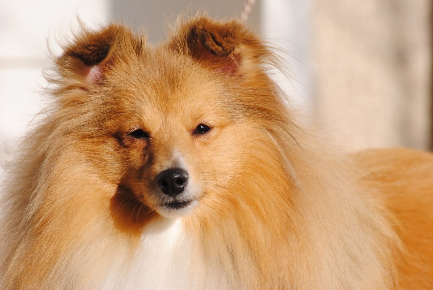 Publication : des Diablotins de Nooch Auteur : Élevage des Diablotins de Nooch