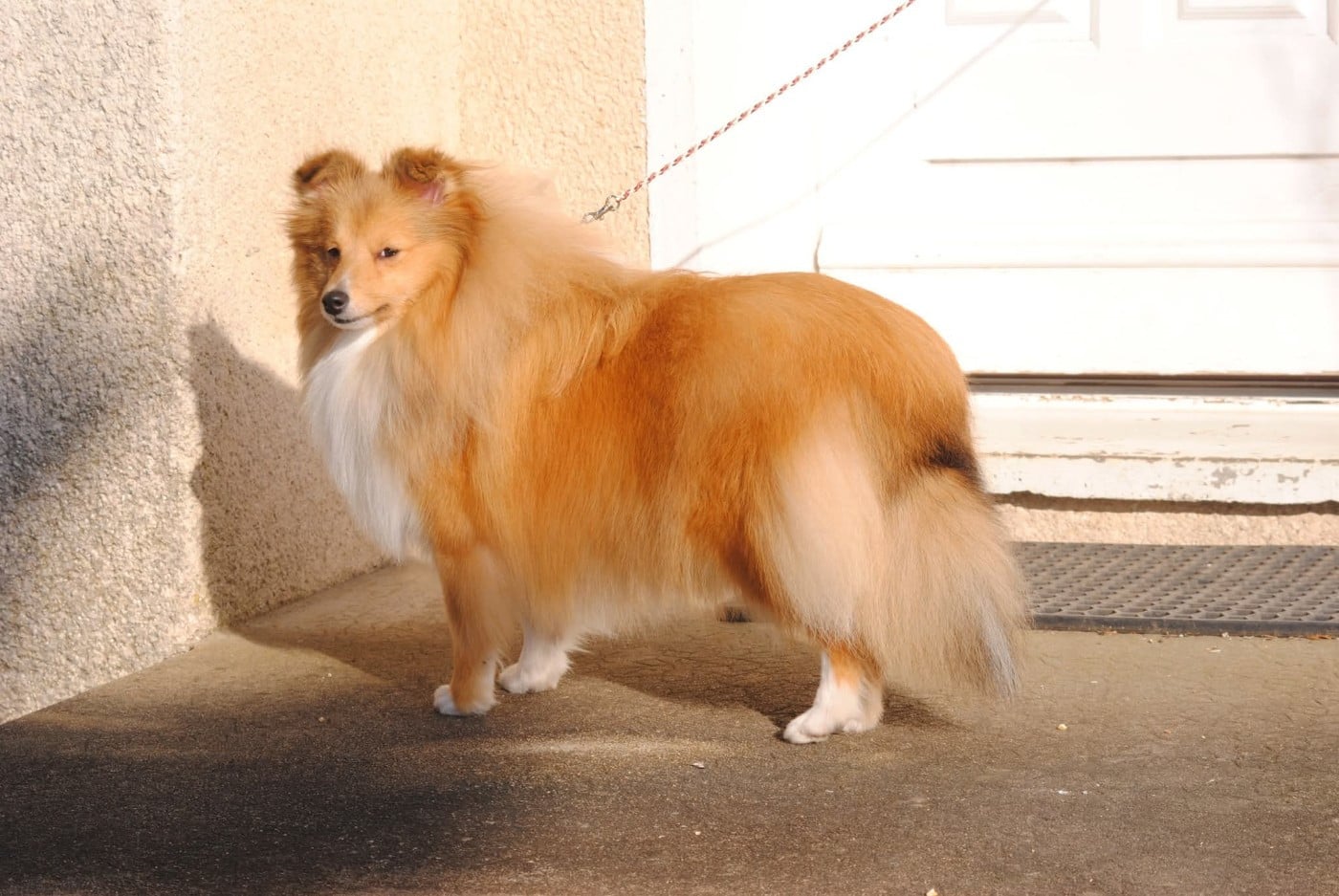 Publication : des Diablotins de Nooch Auteur : Élevage des Diablotins de Nooch