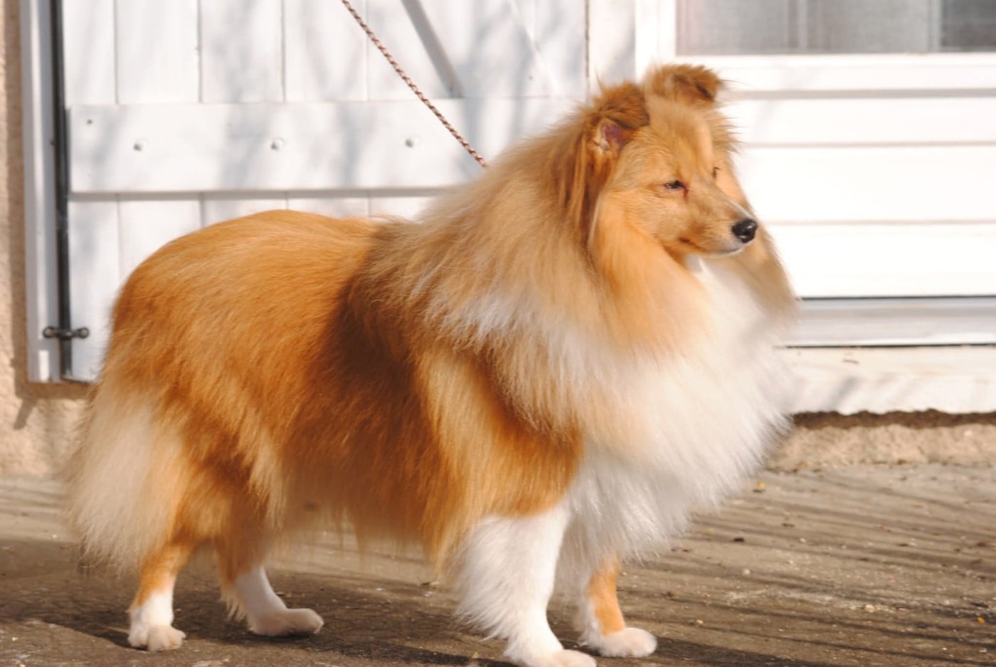 Publication : des Diablotins de Nooch Auteur : Élevage des Diablotins de Nooch