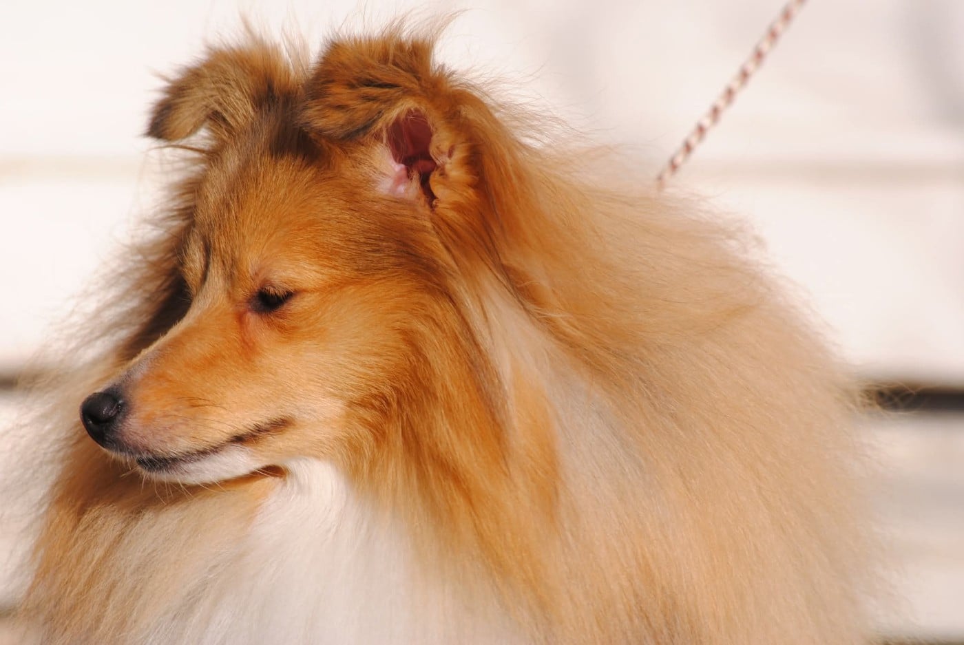 Publication : des Diablotins de Nooch Auteur : Élevage des Diablotins de Nooch