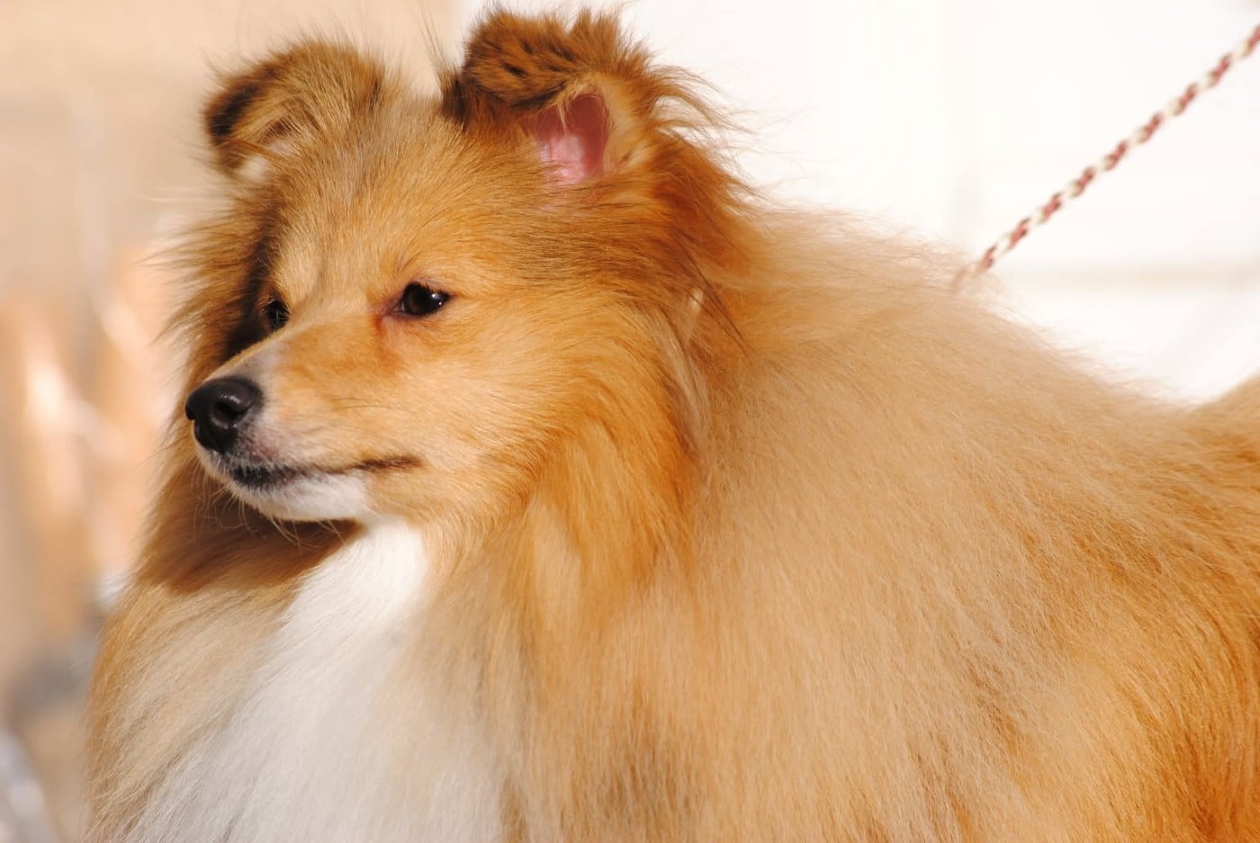 Publication : des Diablotins de Nooch Auteur : Élevage des Diablotins de Nooch