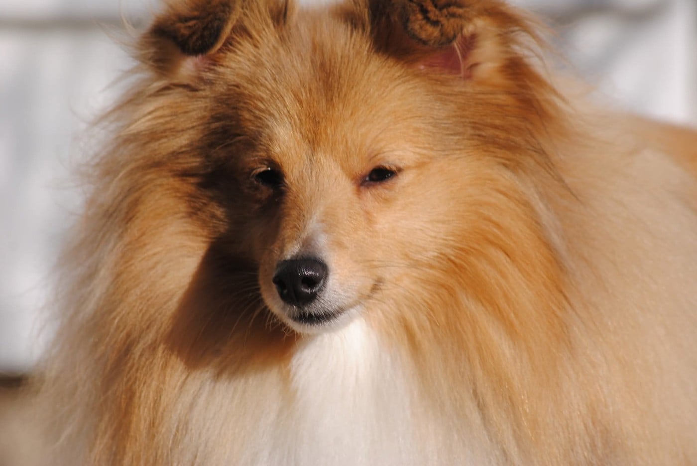 Publication : des Diablotins de Nooch Auteur : Élevage des Diablotins de Nooch