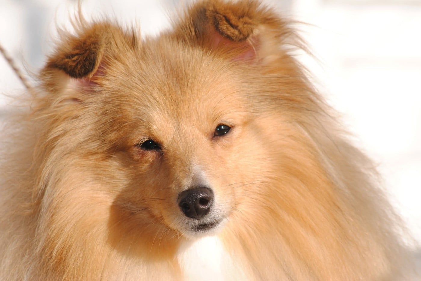 Publication : des Diablotins de Nooch Auteur : Élevage des Diablotins de Nooch