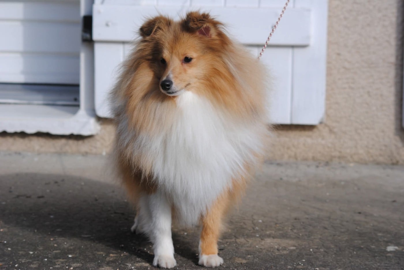 Publication : des Diablotins de Nooch Auteur : Élevage des Diablotins de Nooch